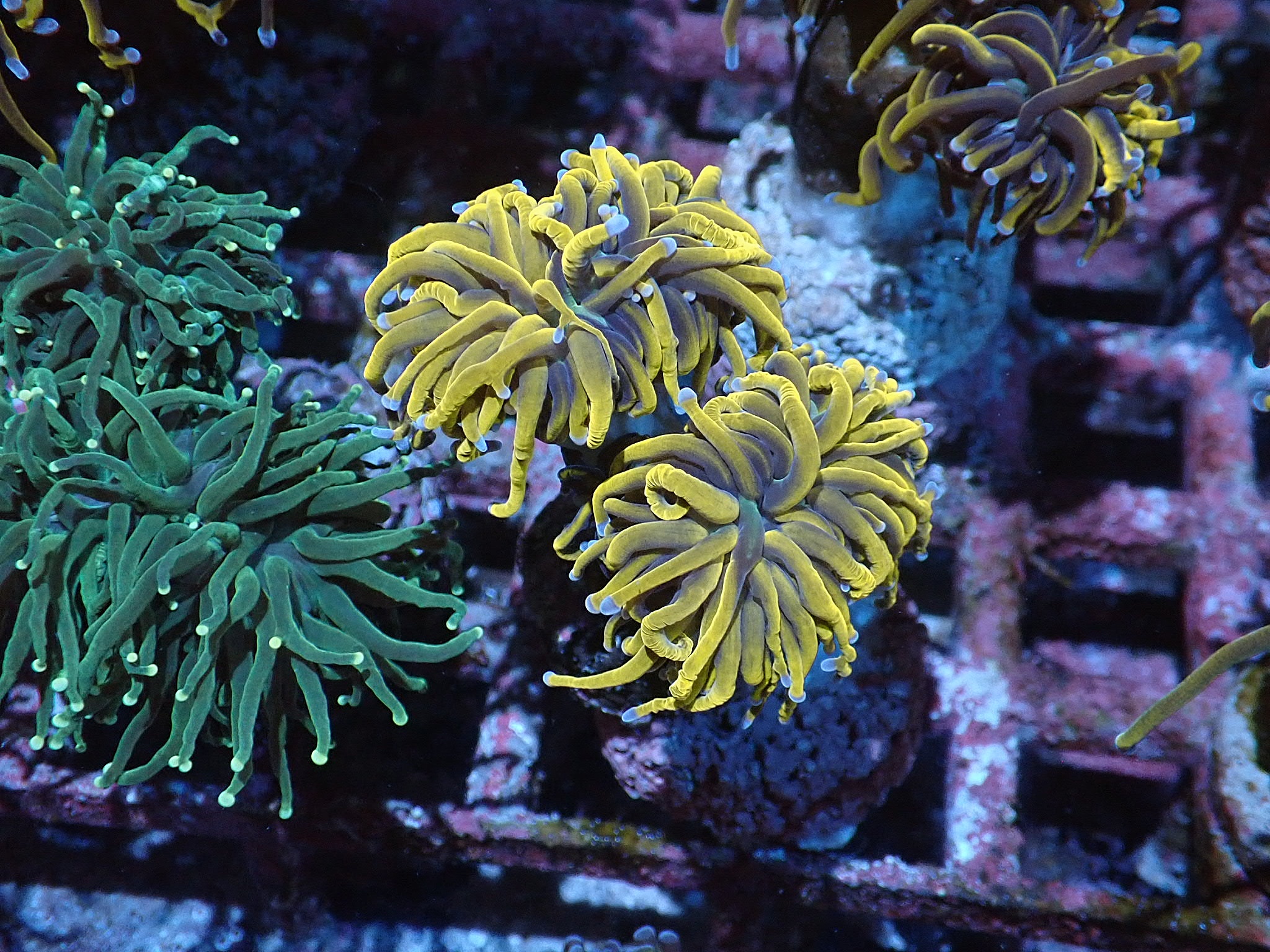 Euphyllia glabrescens Gold 1hl.