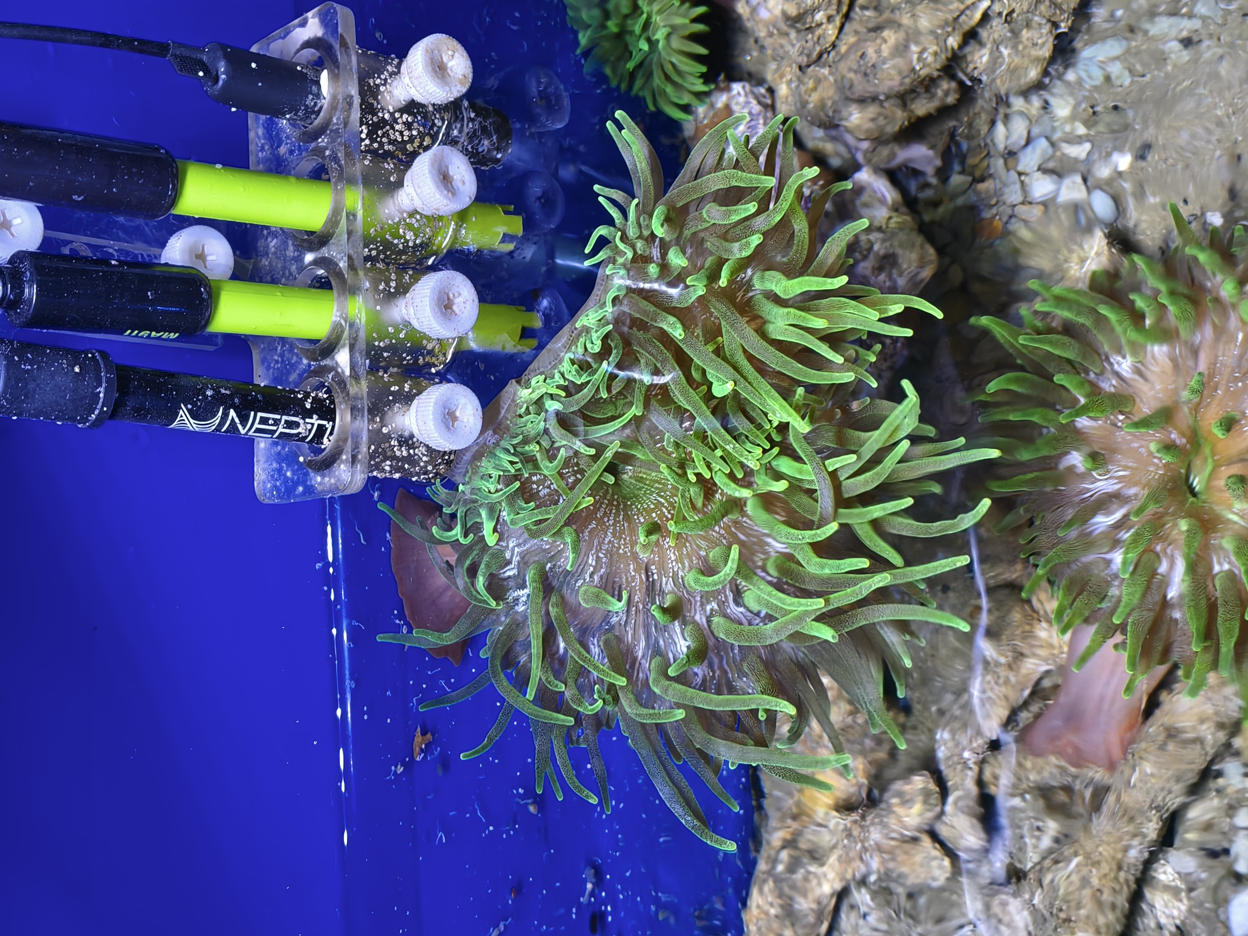 Entacmaea quadricolor (Green)