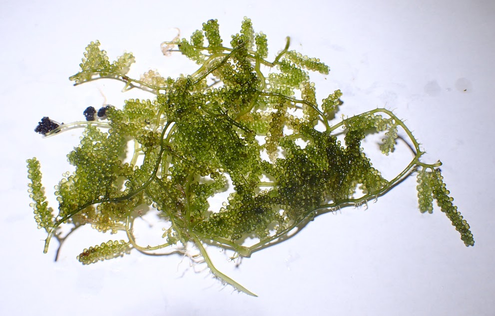 Caulerpa lentilifera