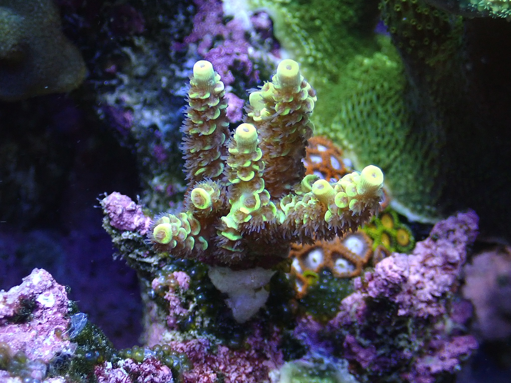 Acropora tenuis Yellow (Frag 5cm)