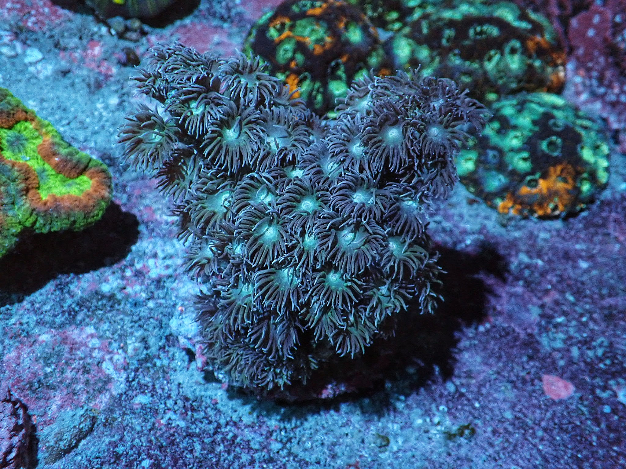 Turbinaria peltata (frag 4cm)
