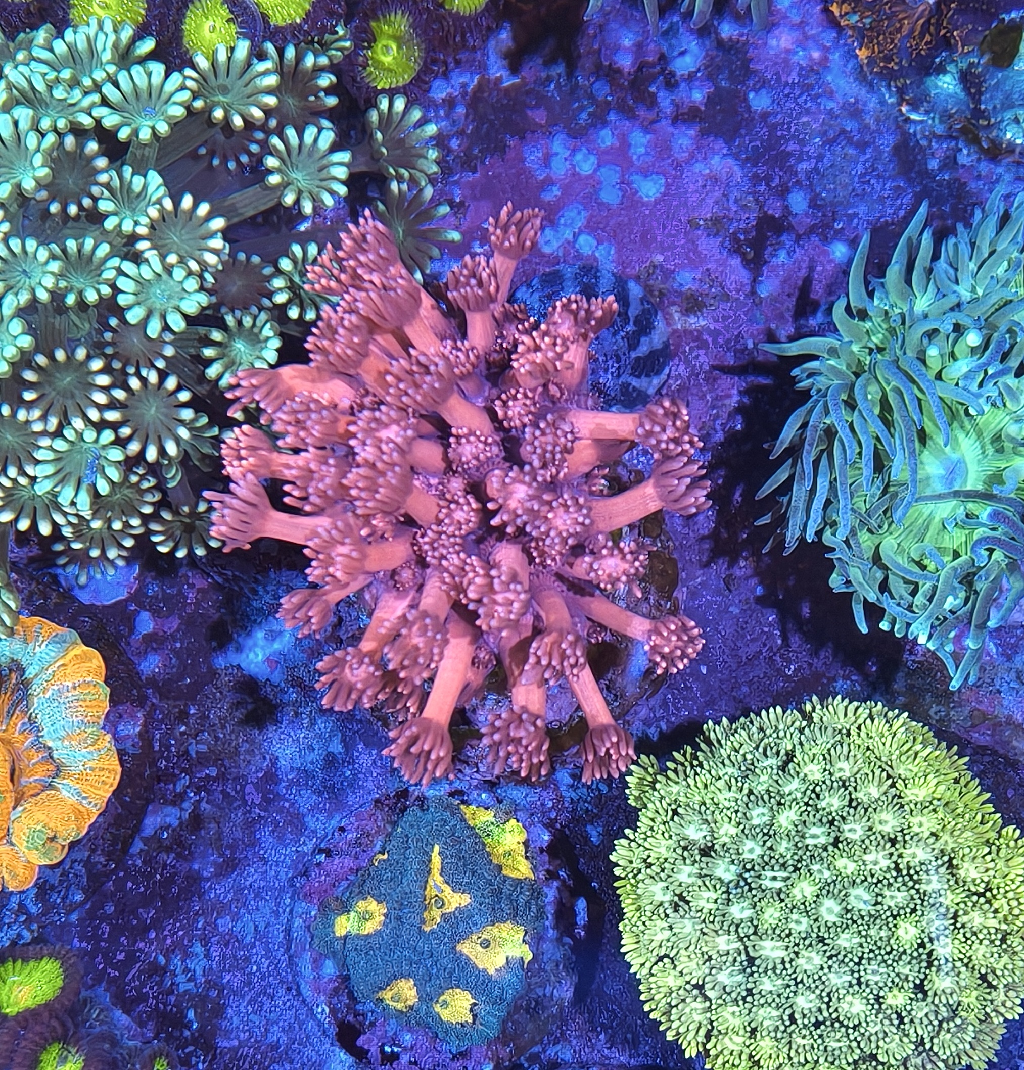Goniopora
