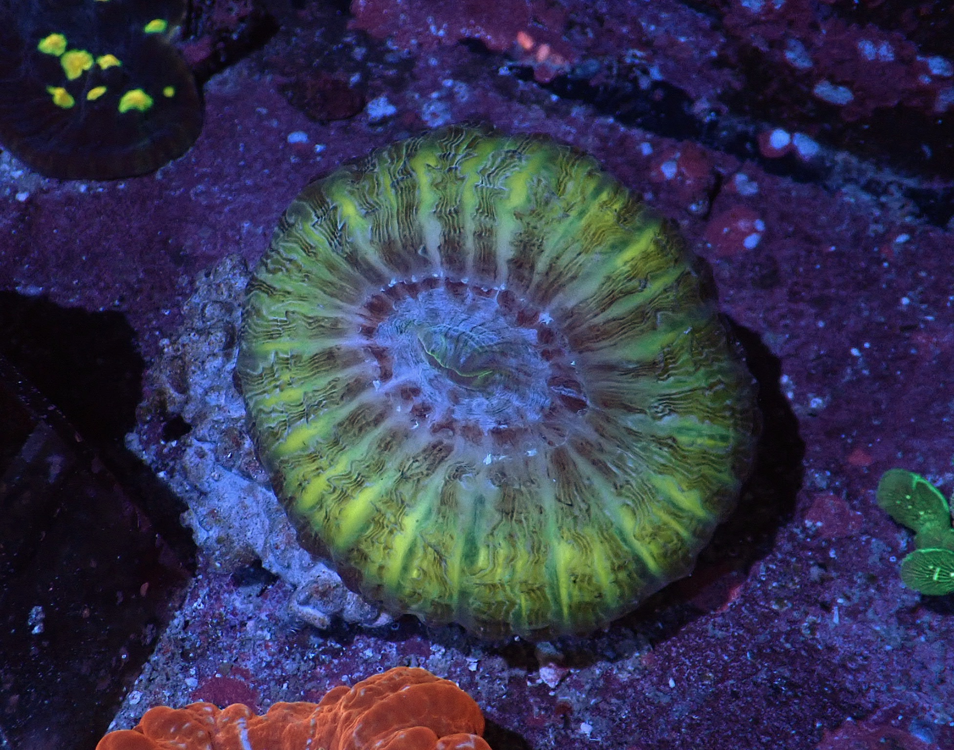 Cynarina lacrymalis Yellow
