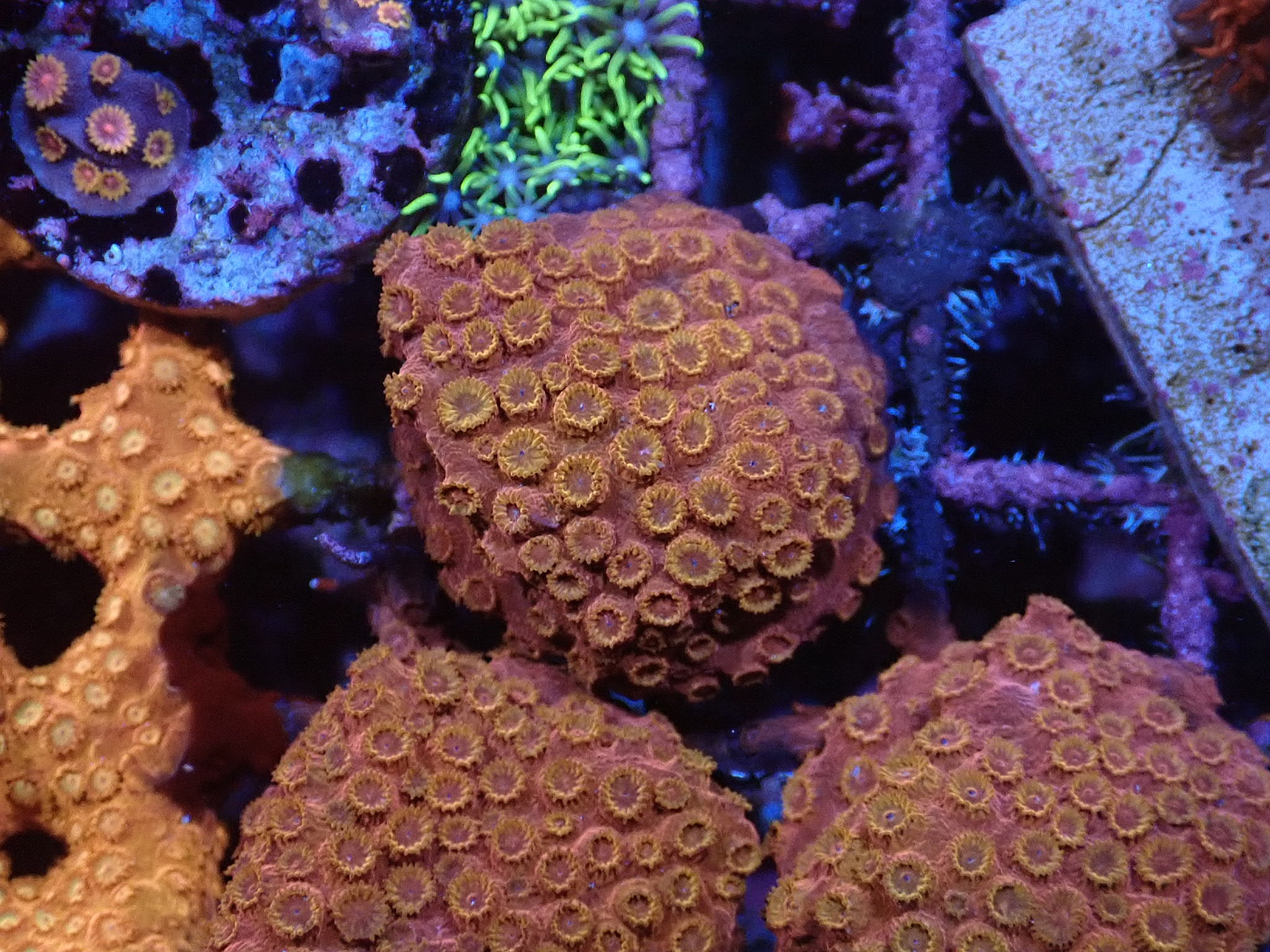 Cyphastrea