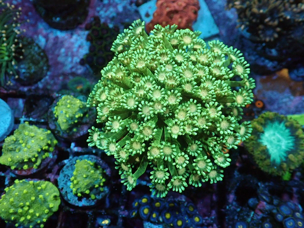 Alveopora (6cm)