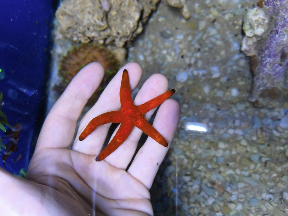 Fromia indica 6cm