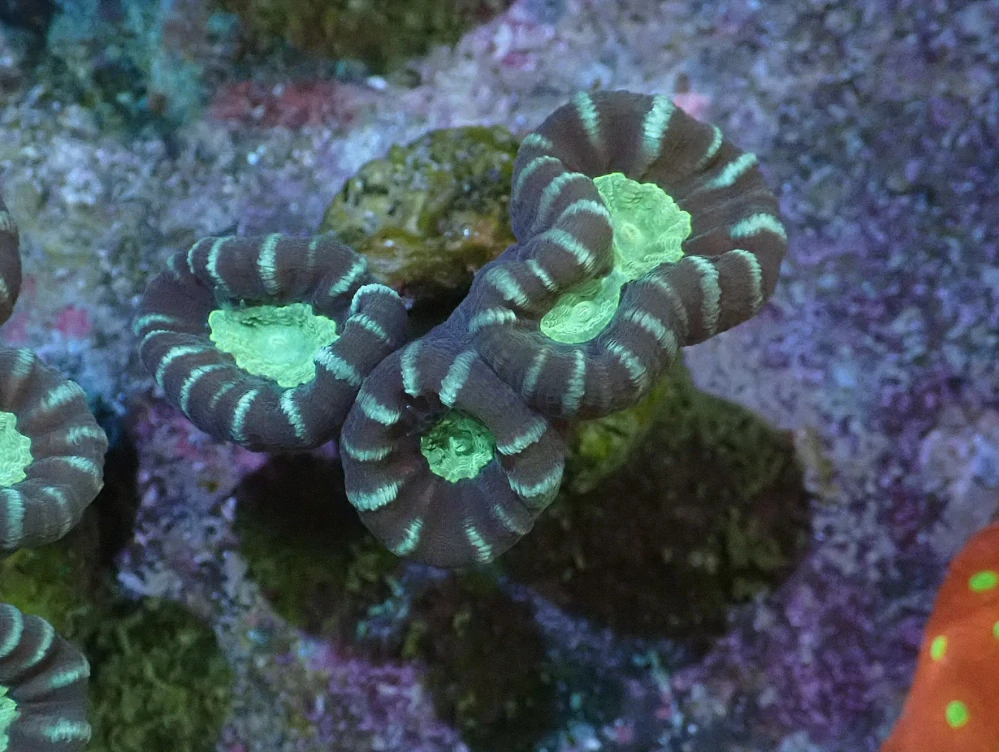 Caulastrea bicolor