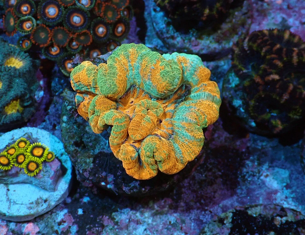 Symphyllia (Australophyllia) wilsoni (Holy Grail)