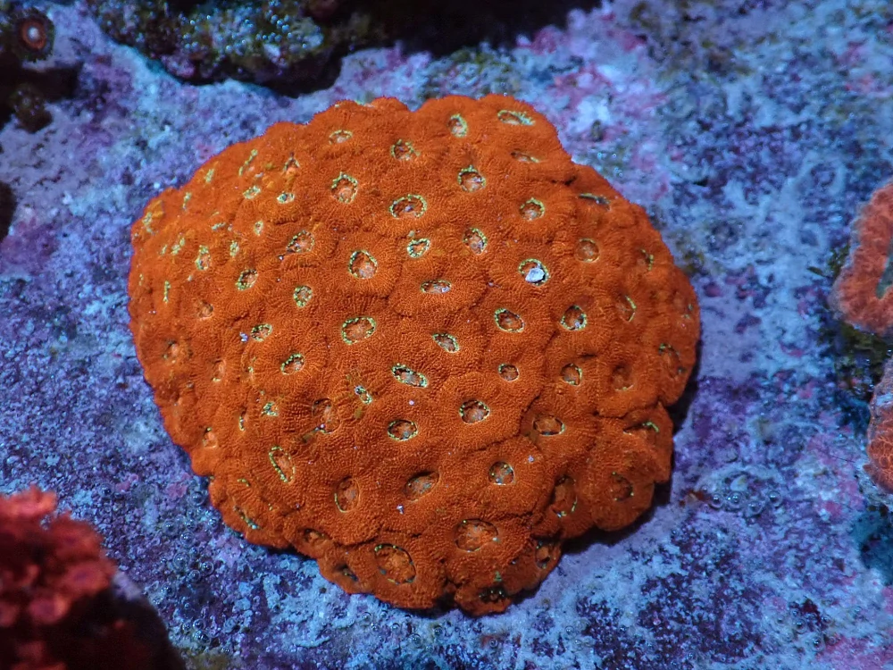 Micromussa lordhowensis (5cm)