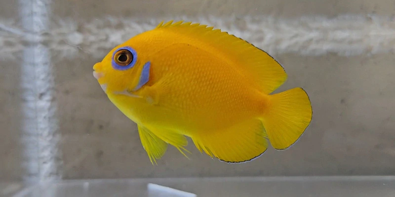 Centropyge flavissima