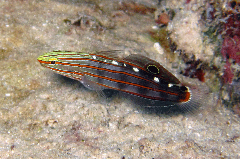 Amblygobius rainfordi