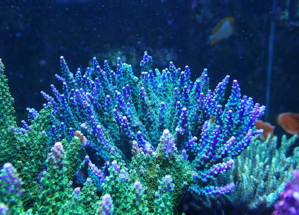 Acropora valida (frag 5cm)