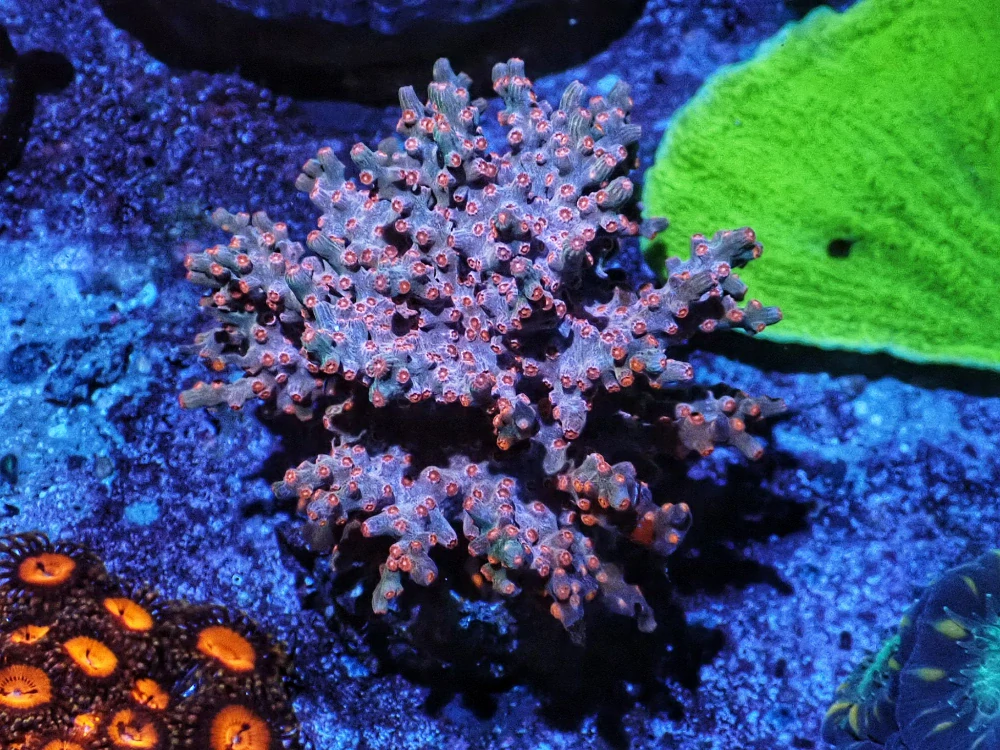 Cyphastrea