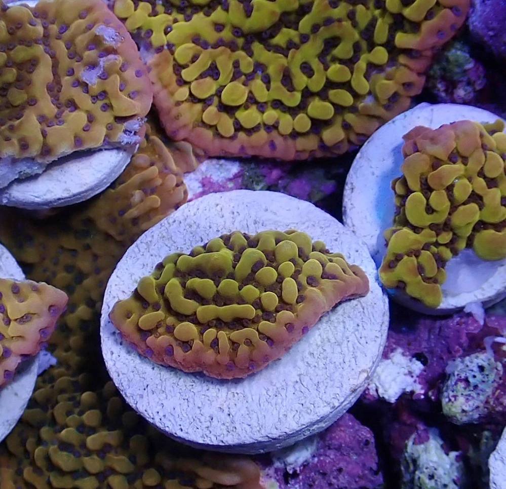 Montipora palawanensis vel.S (Crazy-T)
