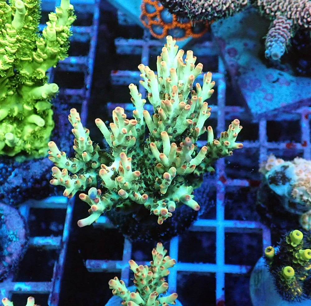 Acropora microclado (Shortcake)