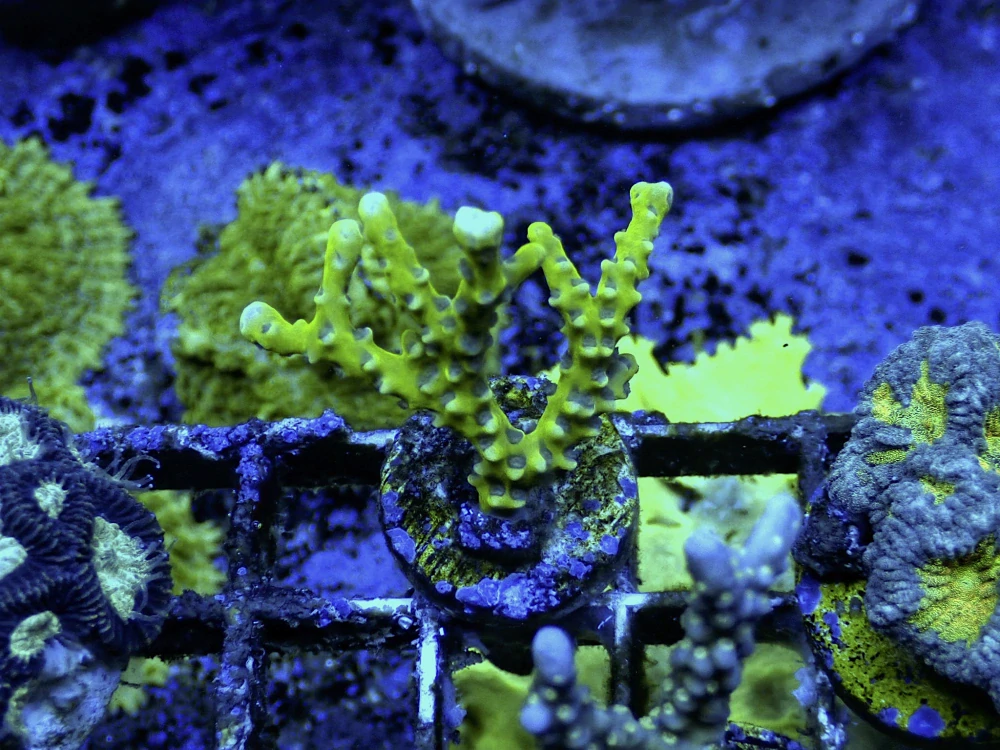 Anacropora (Green Goblin) frag 5cm