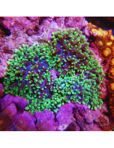 Rhodactis indosinensis (fluo green)