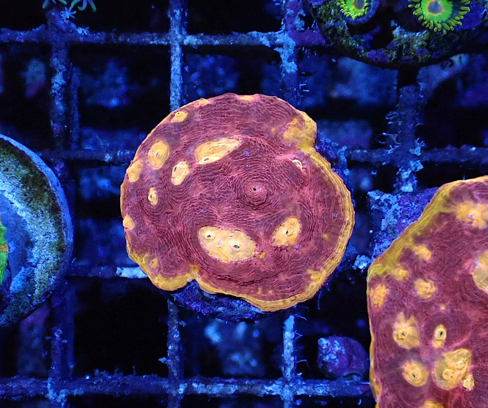 Echinophyllia (Flaming bugatti)