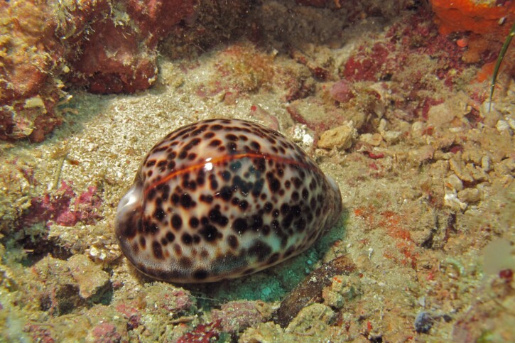 Cypraea tigris (8cm)