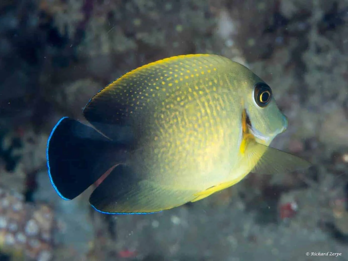 Acanthurus pyrofeus