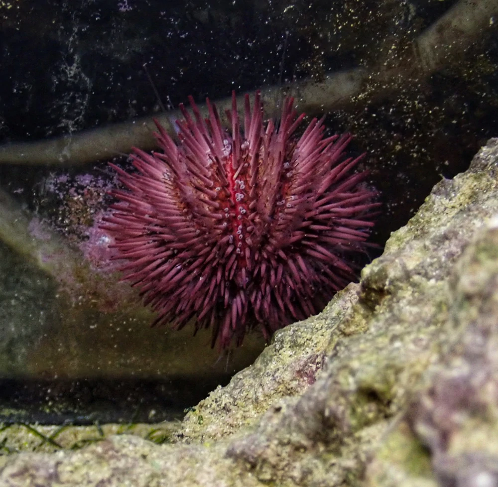 Pseudoboletia sp (Purple Short Spine Pincushion Urchin)
