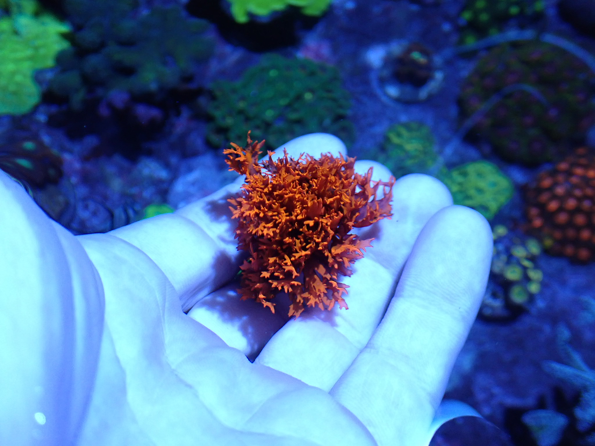 Halymenia durvillei