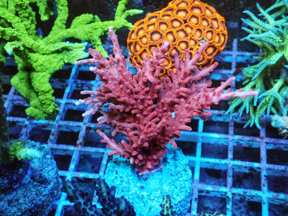 Acropora cardus (Red Dragon)