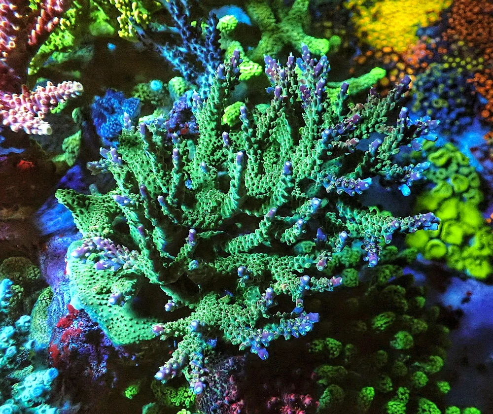 Acropora sp.