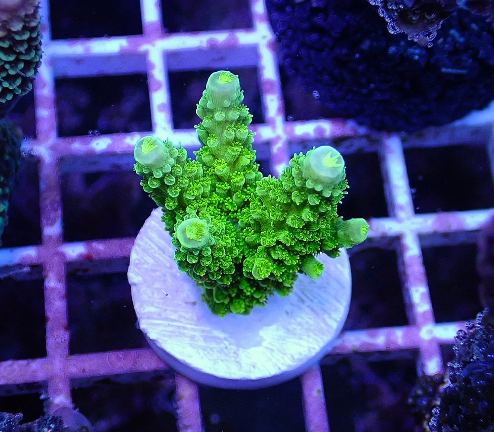 Acropora formosa (Toxic green) frag 6cm