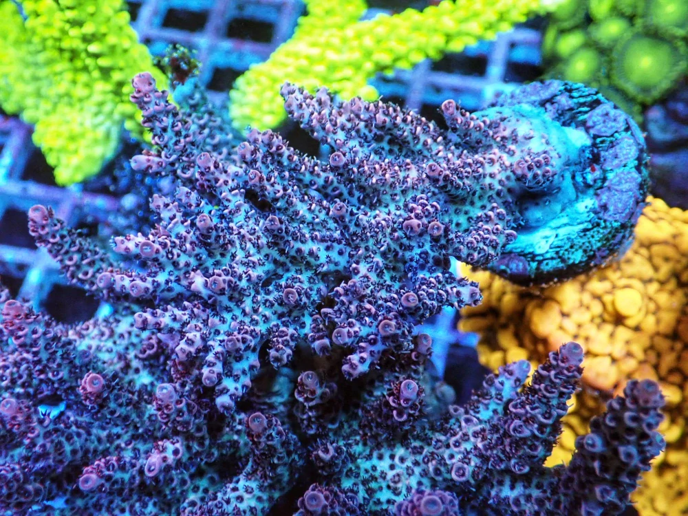 Acropora hyacinthus 