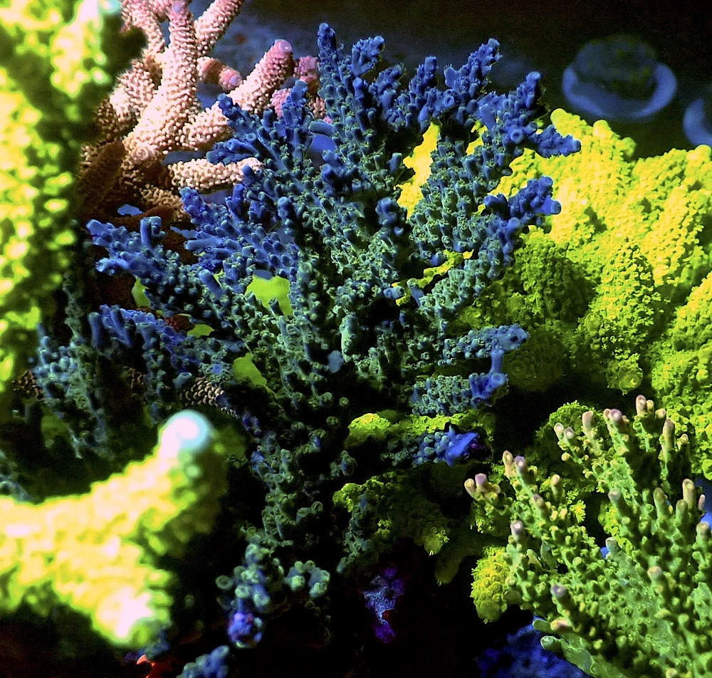 Acropora sp.