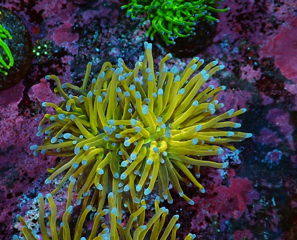 Euphyllia glabrescens ( rapunzel H.G 1hl.)