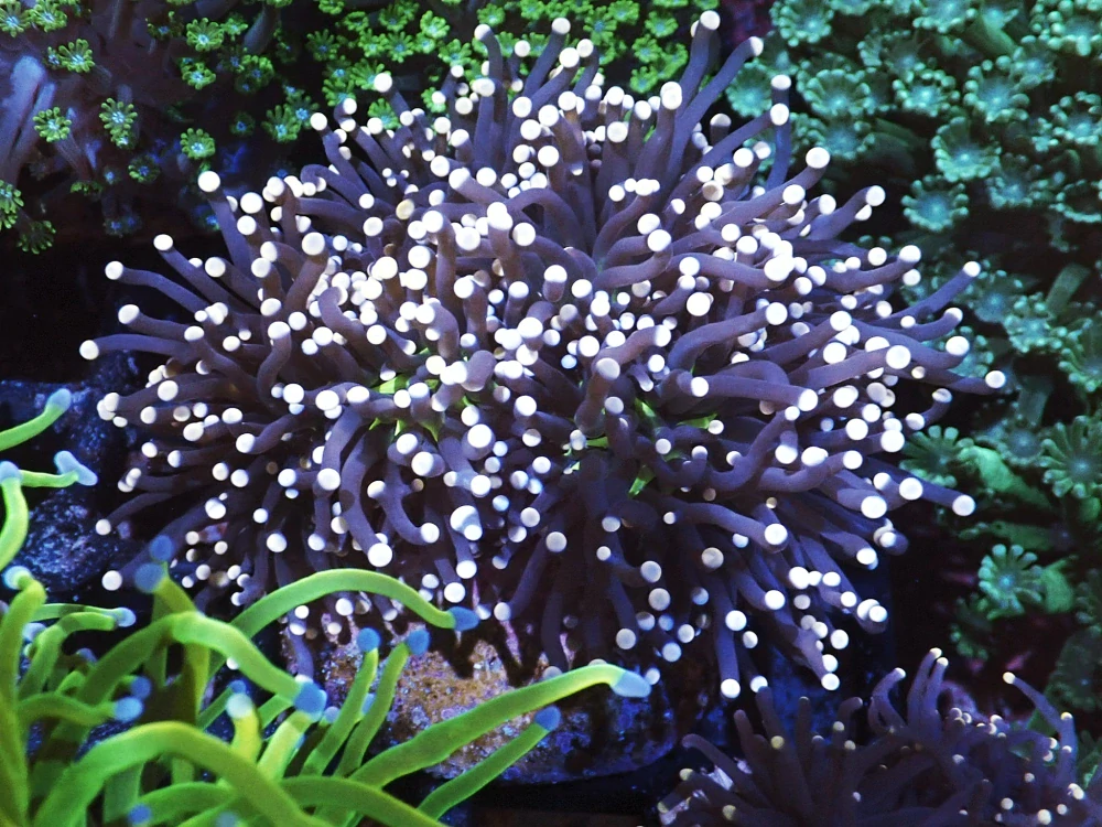 Euphyllia glabrescens (Joker) 2h.