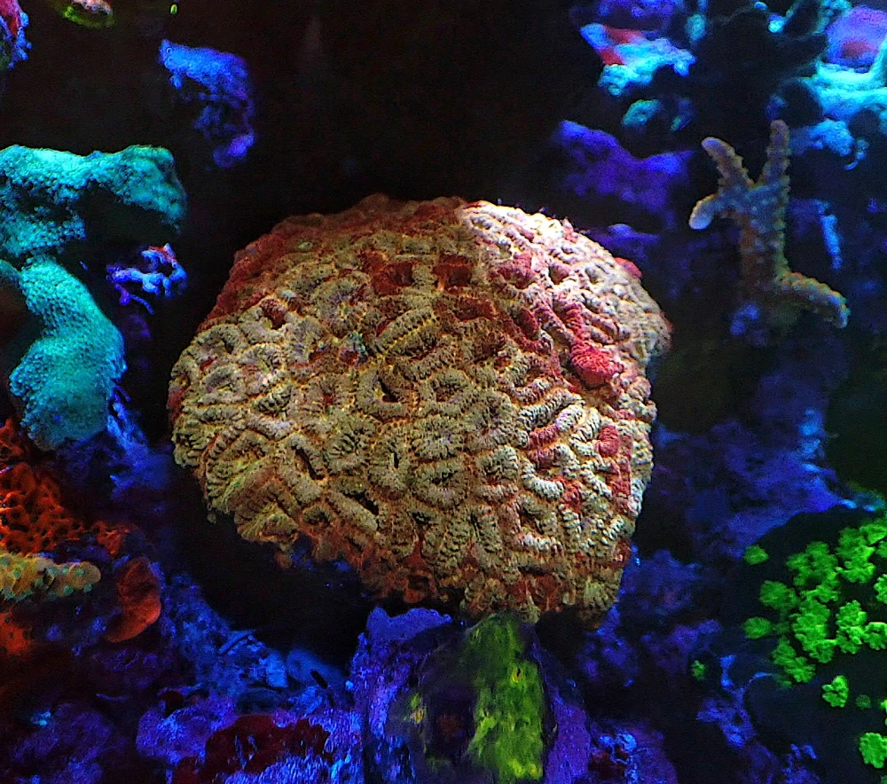 Favia sp. Ultra ( 8cm)