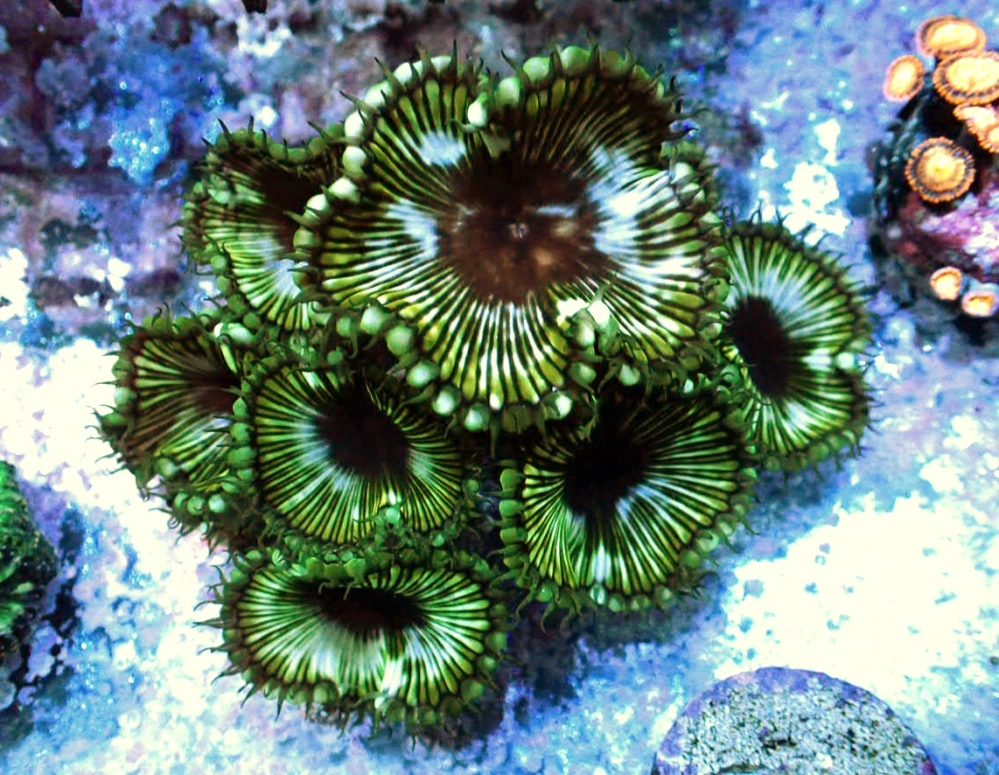 Zoanthus sp. Palythoa Grandis XL 2p 1