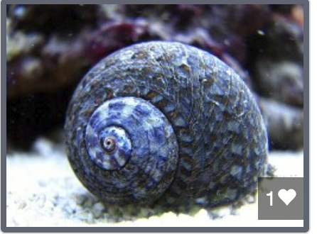 Lunella cinerea – donka popelavá