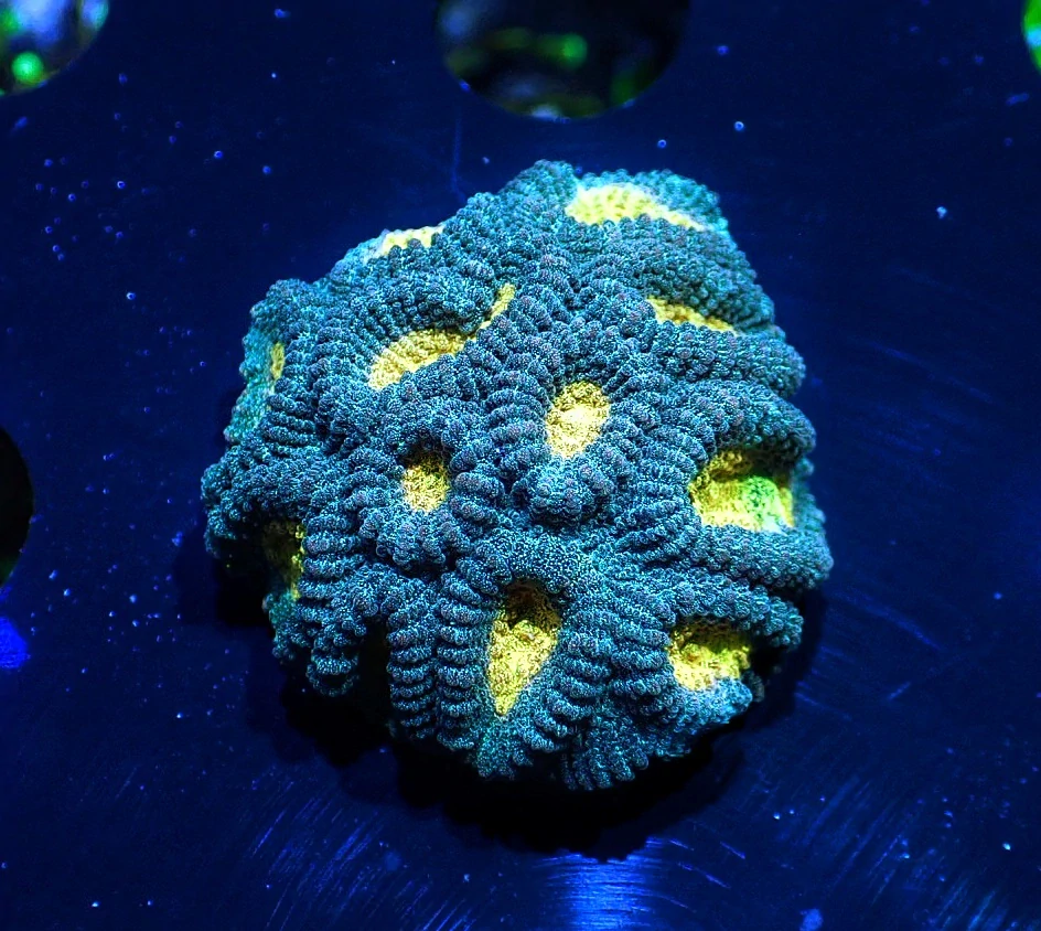 Favia sp.( Ultra )