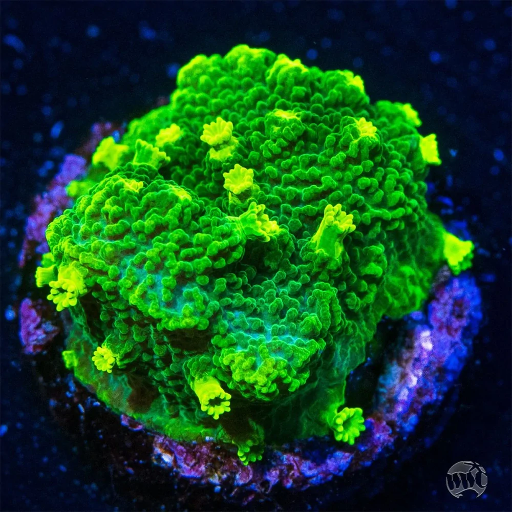 Astreopora Neon
