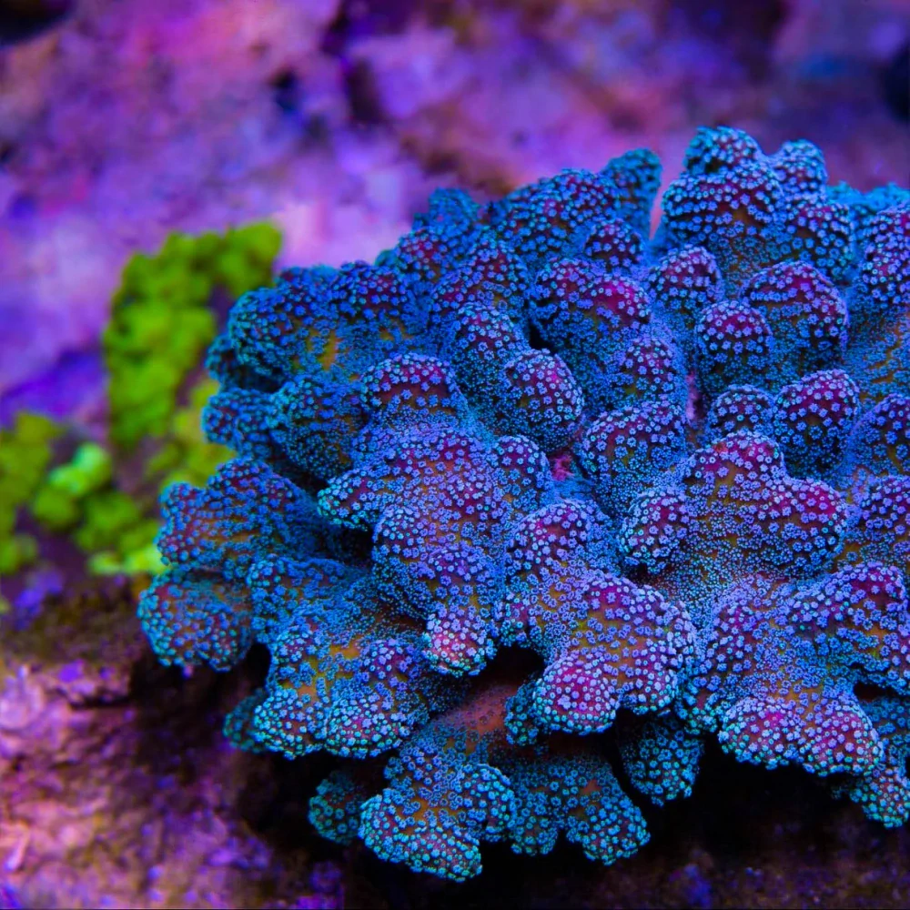 Stylophora Ultra