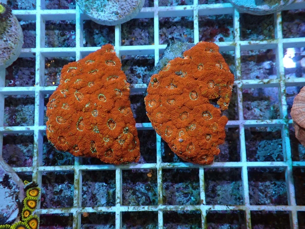 Micromussa lordhowensis (5cm)