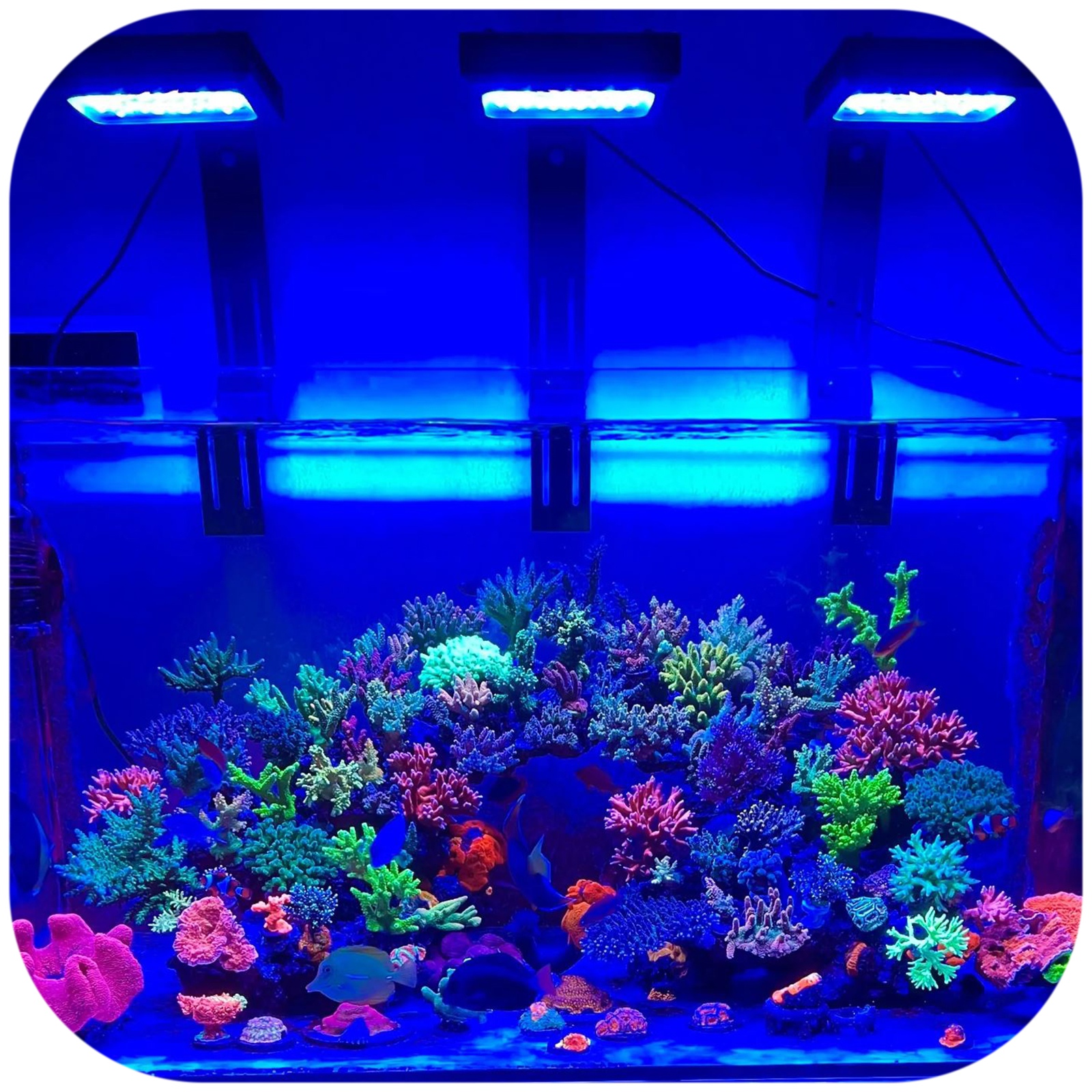 Chihiros NOVA 1 Marine LED