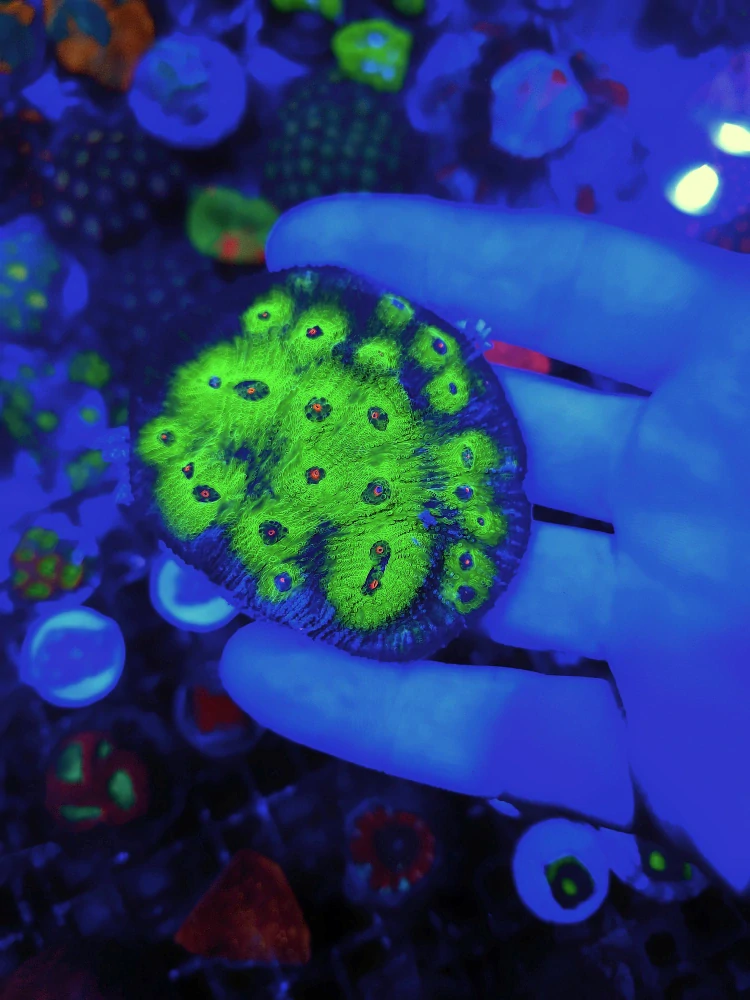Mycedium (Avatar Chalice)Frag 4x4cm