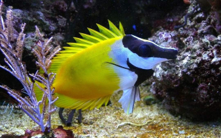 Siganus vulpinus S/M