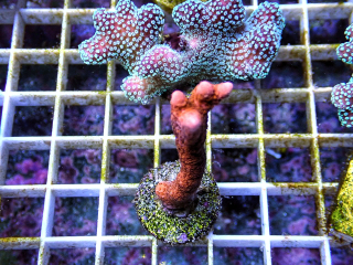 Montipora digitata red ( 5cm ) 