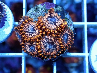 Utter Chaos 3p.
