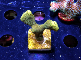 Porites cylindrica