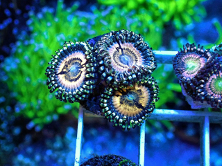 Zoanthus Petroglyph (1 polyp)