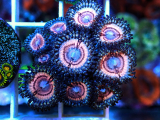 Zoanthus Pink Lady