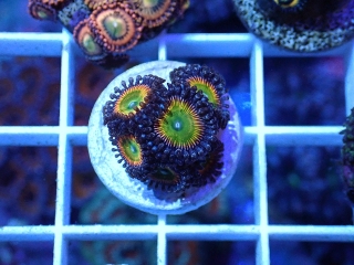 Mega Rainbow