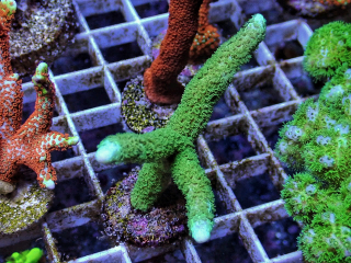 Montipora digitata green (5cm)